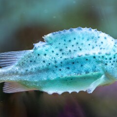 2024-08-05 17-45 NIKON Z 8 NZ8_5536-Verbessert-RR null