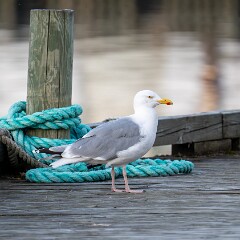 2024-08-06 21-20 NIKON Z 8 NZ8_5603-Verbessert-RR null