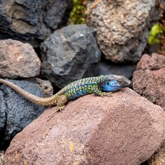 2026-05-16 14-07 ILCE-7CM2 A7C07234 null